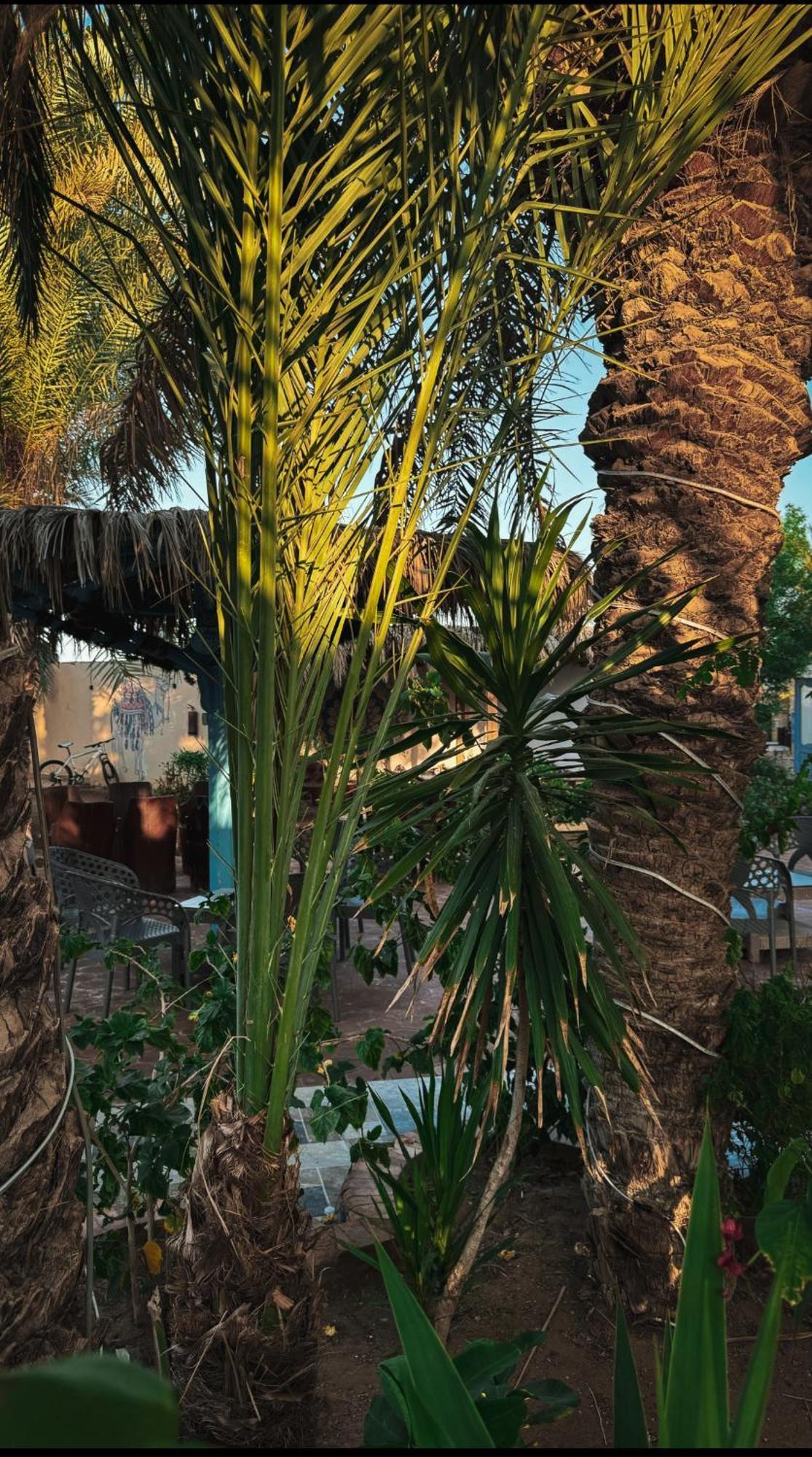 Miramar Camp Dahab Hotel Buitenkant foto